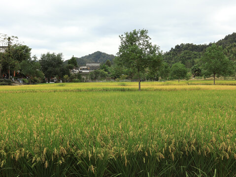 徽派乡村田野民居