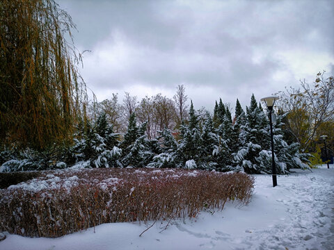 大雪压青松青松挺且直