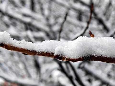 大雪