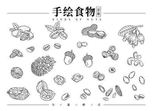 手绘坚果线稿
