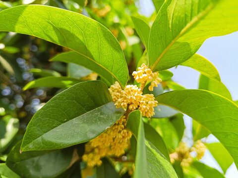 桂花