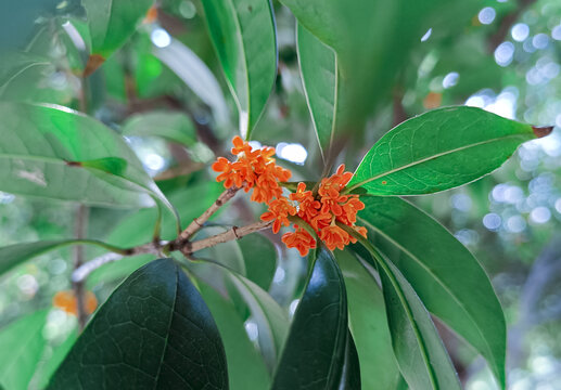 桂花