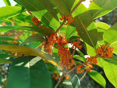 黄色桂花