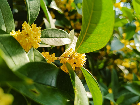 桂花枝