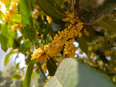 桂花