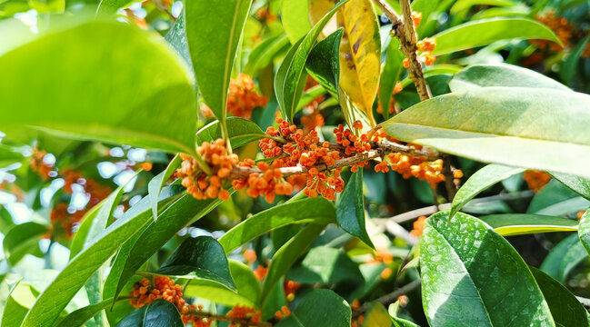 桂花
