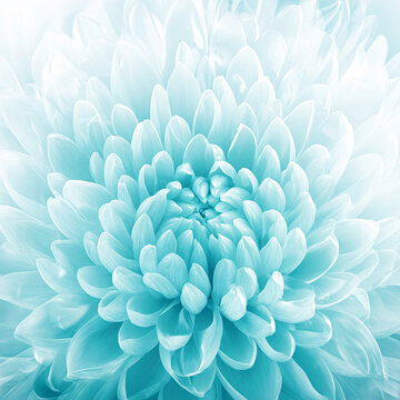 蓝色绚丽花朵