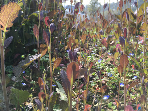 花草