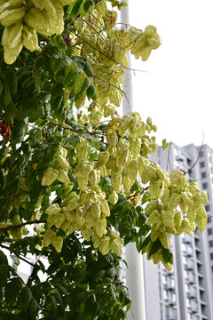 夏季栾树