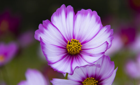 格桑花