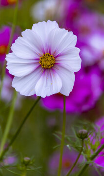 格桑花