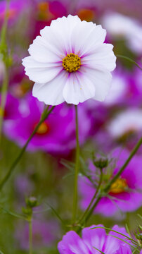 格桑花