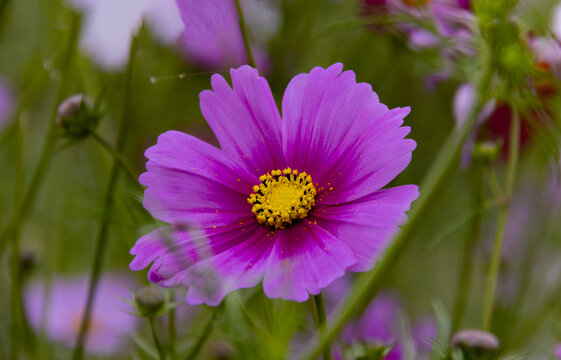 格桑花