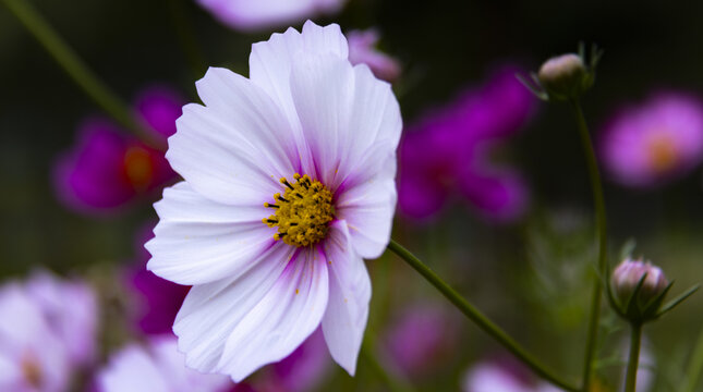 格桑花