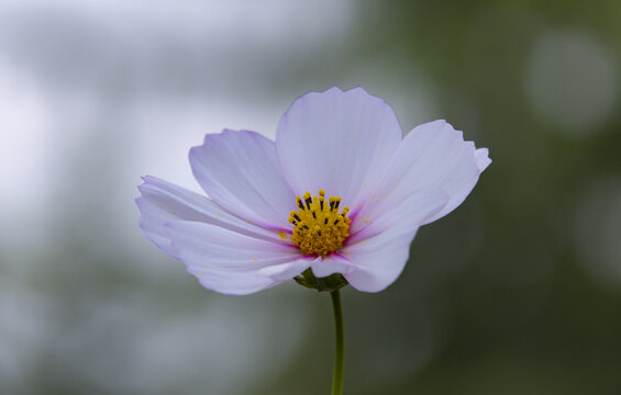 格桑花