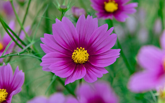 格桑花