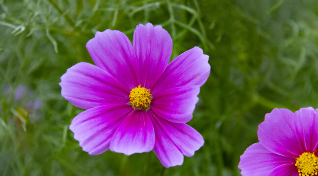 格桑花