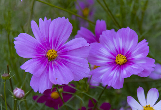 格桑花