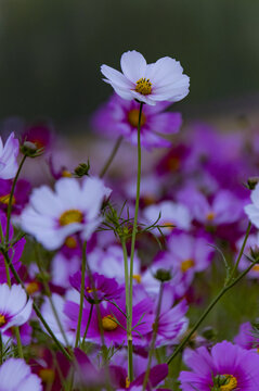 格桑花