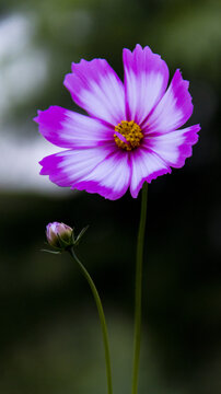 格桑花