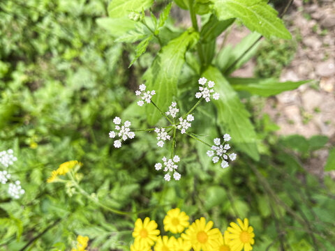 小窃衣草野花小白花