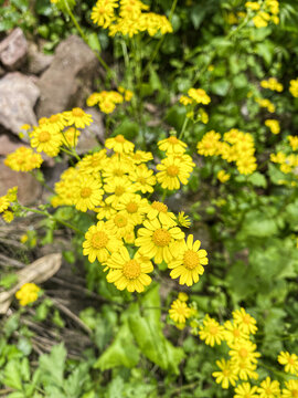 野花小菊花小黄花小雏菊