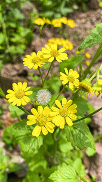 小野花黄色小雏菊
