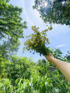 小雏菊小野花小黄花