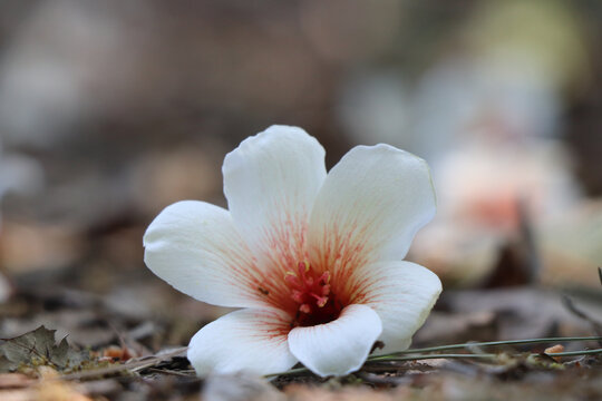 桐子花