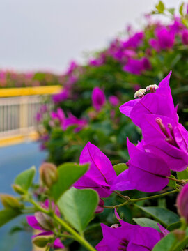 花蕊