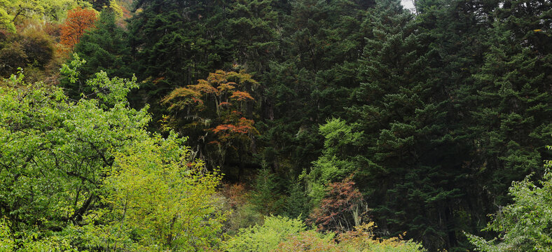 森林背景