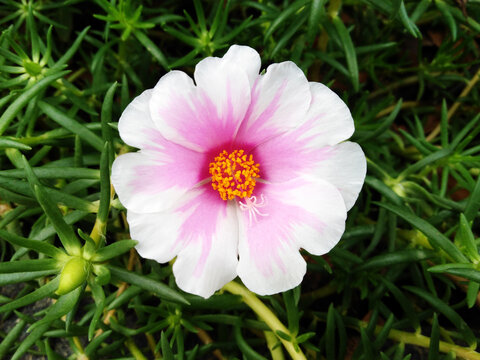 午时花