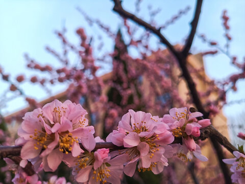 春天花会开