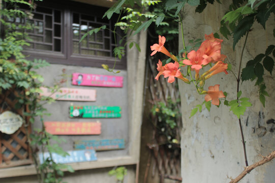 凌霄花