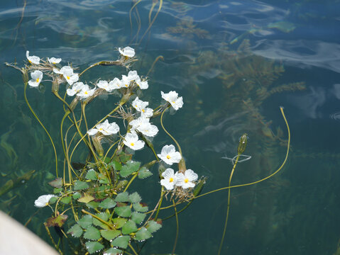 水性杨花海菜花