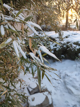 竹叶积雪