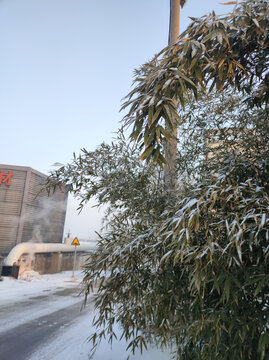 竹叶积雪