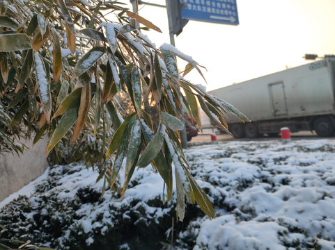 竹叶积雪