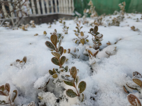 积雪覆盖小叶黄杨