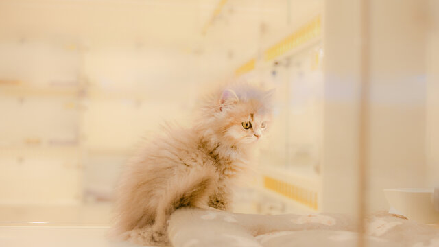 猫