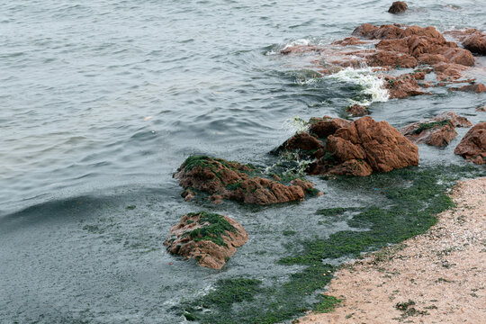 海边浮萍