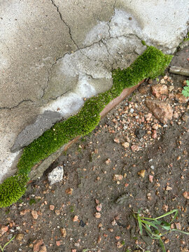 苔藓