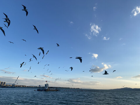 滇池海鸥