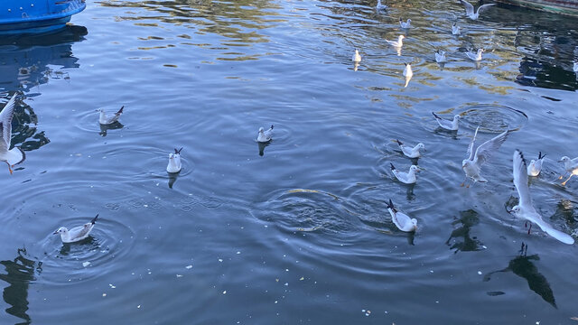 翠湖公园海鸥