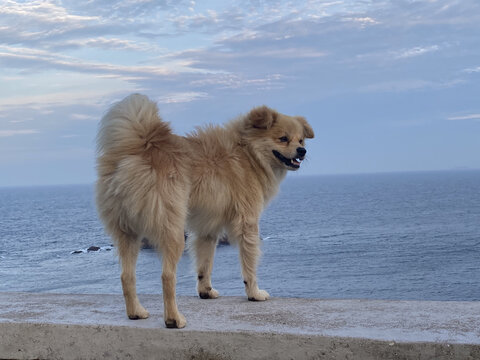 海边与小狗