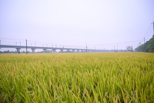 稻田