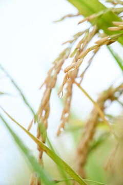 水稻特写