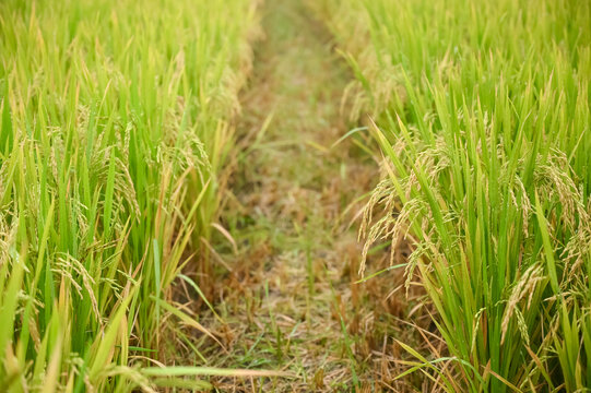 稻田