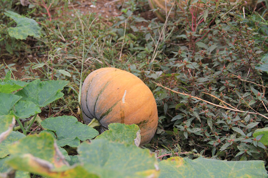大南瓜