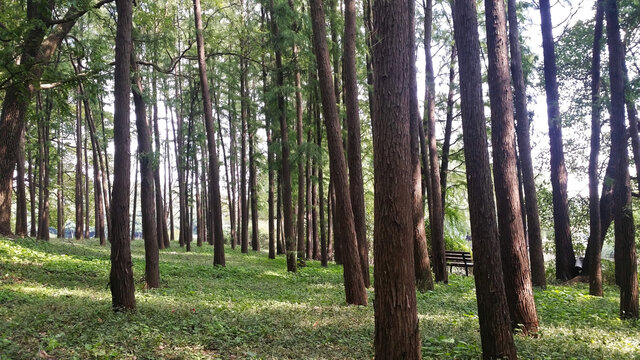 树林